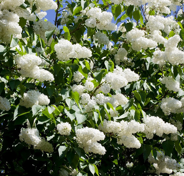 Сирень обыкновенная 'Мадам Феликс' (белая)